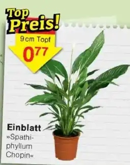 Jawoll Einblatt »Spathiphyllum Chopin« Angebot