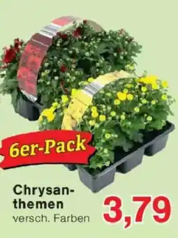 Jawoll Chrysanthemen Angebot
