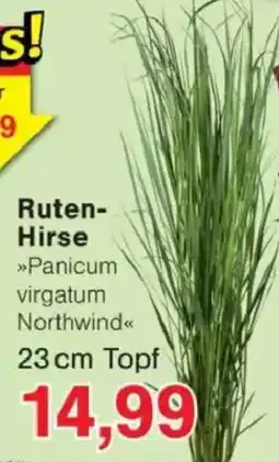 Jawoll Ruten-Hirse »Panicum virgatum Northwind« Angebot