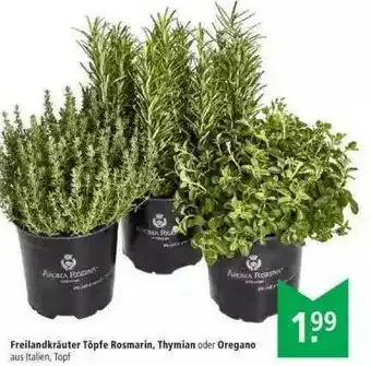 Marktkauf Freilandkräuter Töpfe Rosmarin, Thymian Oder Oregano Angebot