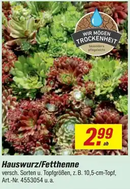 toom Baumarkt Hauswurz/Fetthenne Angebot