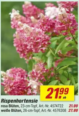 toom Baumarkt Rispenhortensie Angebot