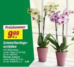 toom Baumarkt Schmetterlings-orchidee Angebot