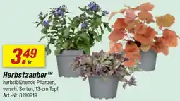toom Baumarkt Herbstzauber™ herbstblühende Pflanzen Angebot