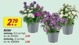 toom Baumarkt Aster Angebot
