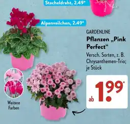 Aldi Süd GARDENLINE Pflanzen „Pink Perfect“ Angebot