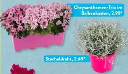 Aldi Süd Chrysanthemen-Trio im Balkonkasten Angebot