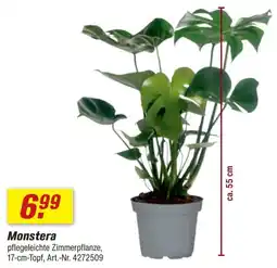 toom Baumarkt Monstera Angebot