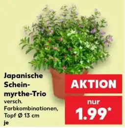 Kaufland Japanische Scheinmyrthe-Trio Angebot