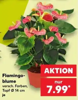 Kaufland Flamingo-blume Angebot