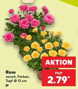 Kaufland Rose Angebot