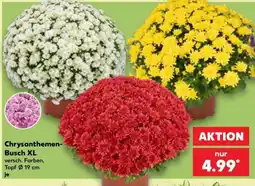 Kaufland Chrysanthemen-Busch XL Angebot