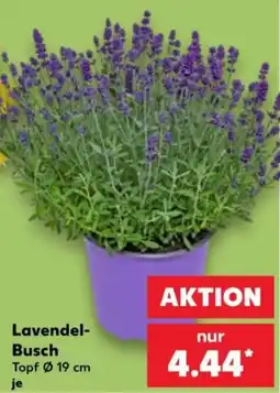 Kaufland Lavendel-Busch Angebot