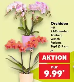 Kaufland Orchidee Angebot