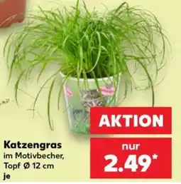 Kaufland Katzengras im Motivbecher Angebot