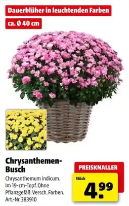 Hagebau Chrysanthemen-Busch Angebot