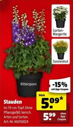 Hagebau Rittersporn Angebot