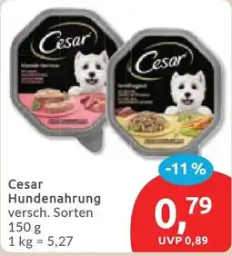 Budni Cesar Hundennahrung Angebot