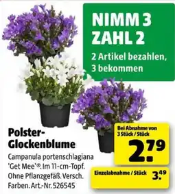 Hagebau Polster-Glockenblume Angebot