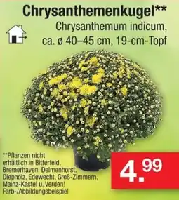 Zimmermann Chrysanthemenkugel** Chrysanthemum indicum Angebot
