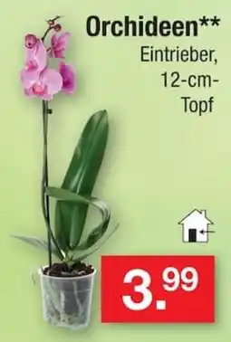 Zimmermann Orchideen** Eintrieber Angebot