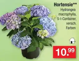 Zimmermann Hortensie** Angebot