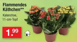 Zimmermann Flammendes Käthchen** Kalanchoe Angebot