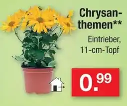 Zimmermann Chrysanthemen** Angebot