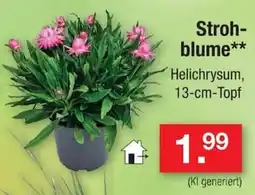 Zimmermann Strohblume** Helichrysum Angebot