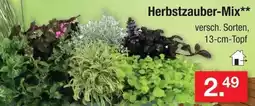 Zimmermann Herbstzauber-Mix** Angebot
