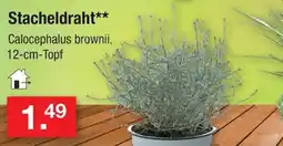 Zimmermann Stacheldraht** Calocephalus brownii Angebot
