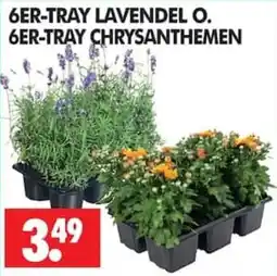 Wreesmann 6ER-TRAY LAVENDEL O. 6ER-TRAY CHRYSANTHEMEN Angebot