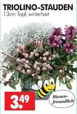 Wreesmann TRIOLINO-STAUDEN Angebot