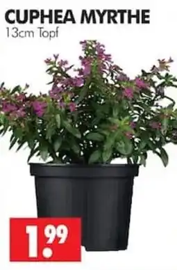 Wreesmann CUPHEA MYRTHE Angebot