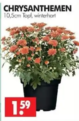 Wreesmann CHRYSANTHEMEN Angebot