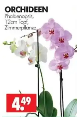 Wreesmann Phalaenopsis Angebot