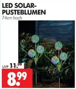 Wreesmann LED SOLAR-PUSTEBLUMEN Angebot
