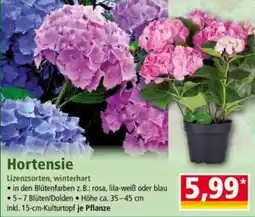Norma Hortensie Angebot