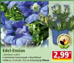 Norma Edel-Enzian Angebot