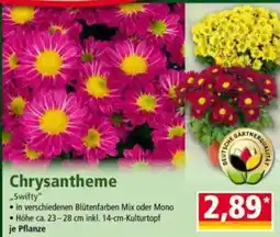Norma Chrysantheme "Swifty" Angebot