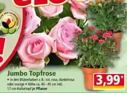 Norma Jumbo Topfrose Angebot