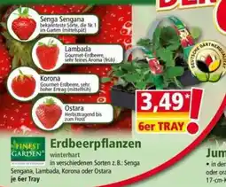 Norma Finest Garden Erdbeerpflanzen Angebot