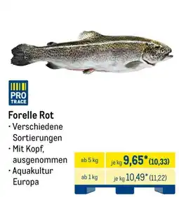 METRO Forelle Rot Angebot