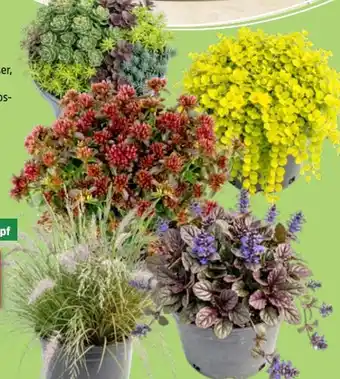 Thomas Philipps Herbststauden Angebot