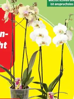 Thomas Philipps Orchideen Phalaenopsis Angebot