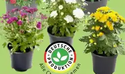 Thomas Philipps Chrysanthemen Patio Mum Angebot