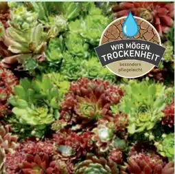 toom Baumarkt Hauswurz Angebot