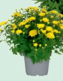 toom Baumarkt Chrysanthemen Angebot