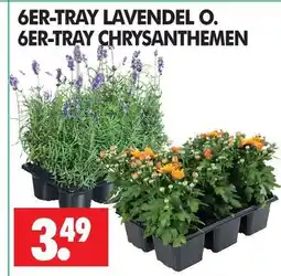Wreesmann Lavendel Angebot