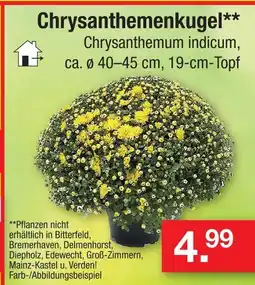 Zimmermann Chrysanthemenkugel Angebot